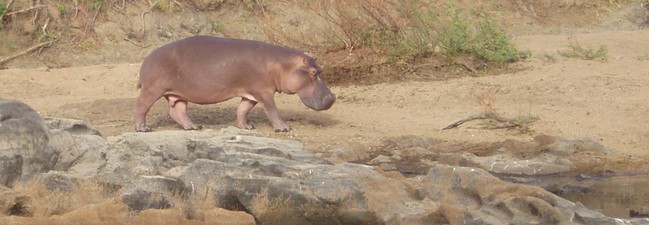 Safaripark Stukenbrock Gutschein: Tageskarte für 19,50 € bei Groupon